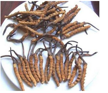 冬虫夏草回收价格高低的区别