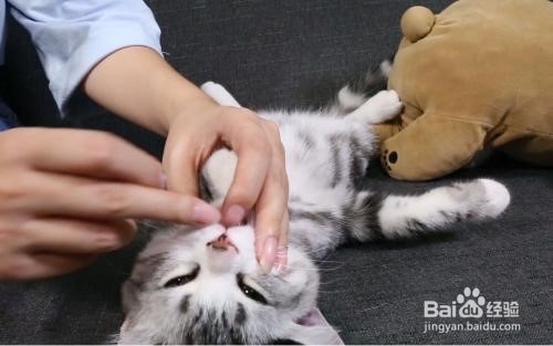 猫咪受伤后怎么处理伤口