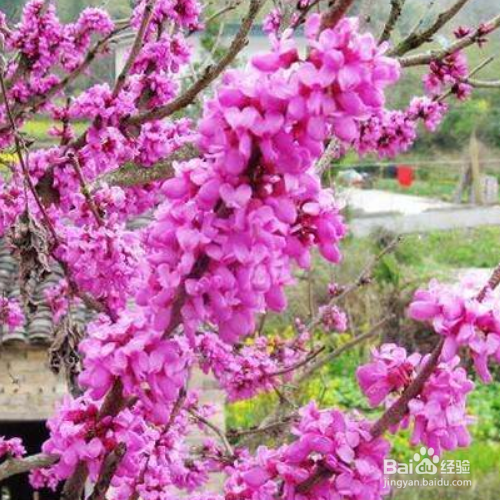 满条红的培育方法和注意事项