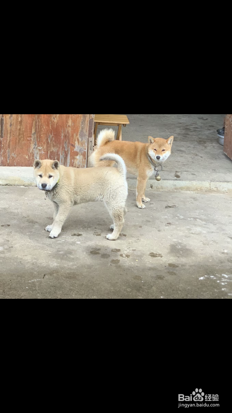 如何区分中华田园犬、土狗和柴犬