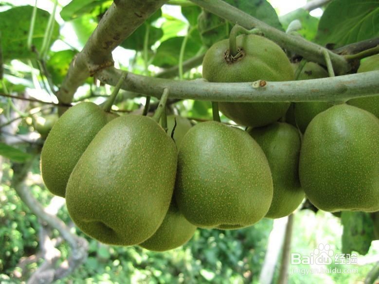 猕猴桃如何保存