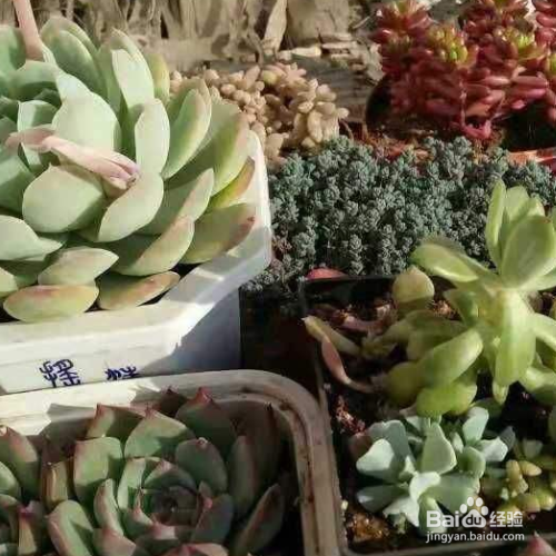 多肉秋天的养殖方法和注意事项