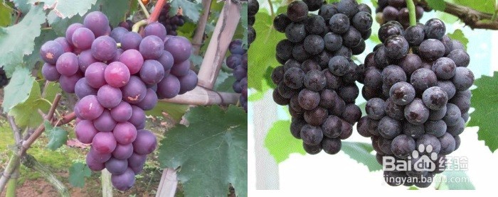 怎么在家自己做葡萄酒