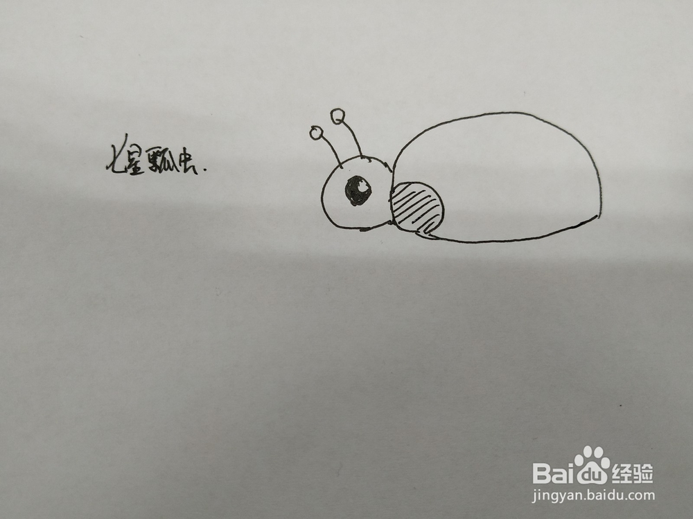 七星瓢虫简笔画怎么画,怎么画七星瓢虫