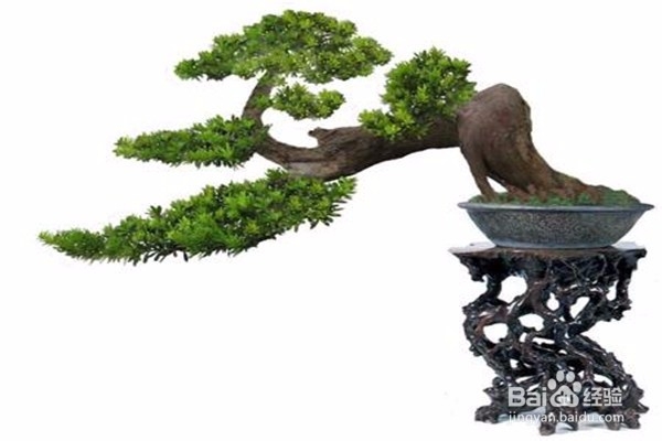 罗汉松的养殖方法和注意事项都有什么?