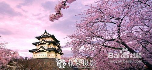 去日韩欣旅游赏樱花攻略