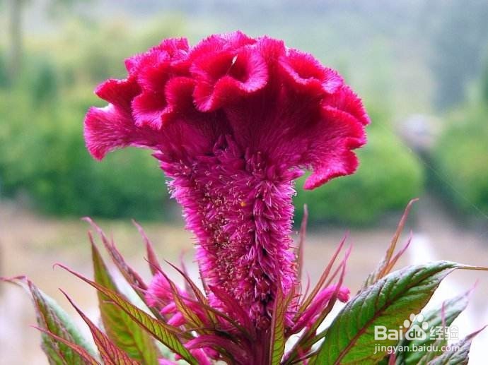 鸡冠花在日常生活中怎么进行养育