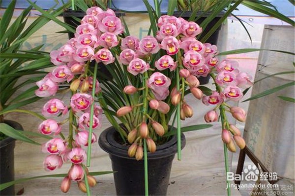 大花蕙兰的养殖方法和注意事项有哪些?