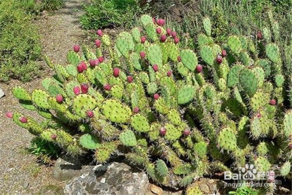 仙人掌怎么养殖和注意事项?