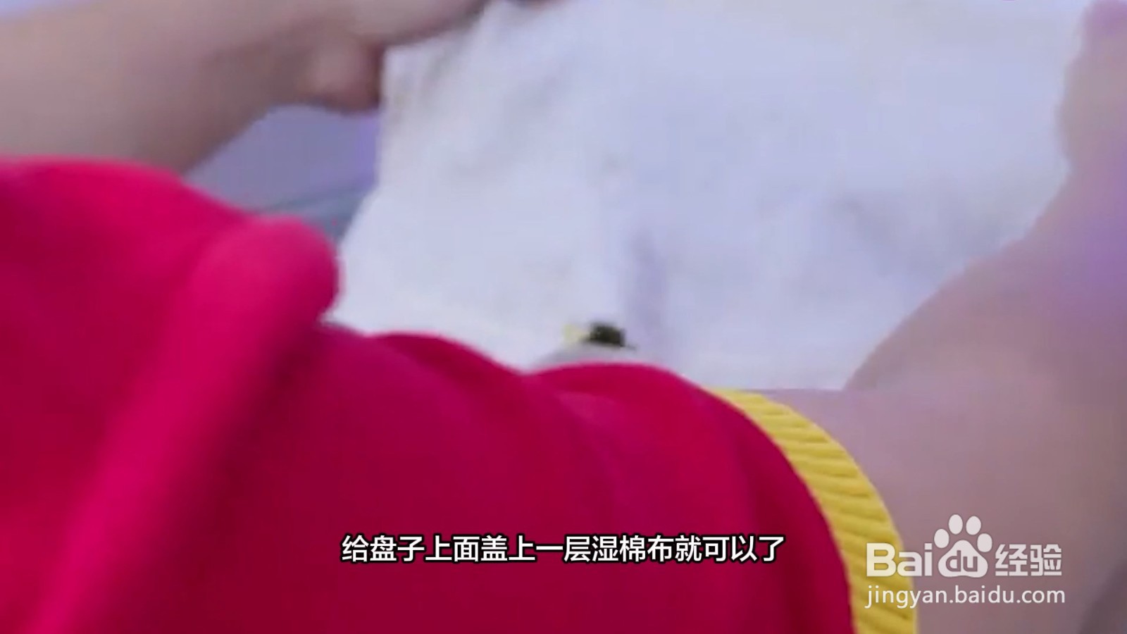 活的大闸蟹怎么保存