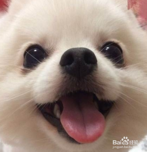 博美犬打喷嚏怎么办 建议让狗狗多喝水多休息