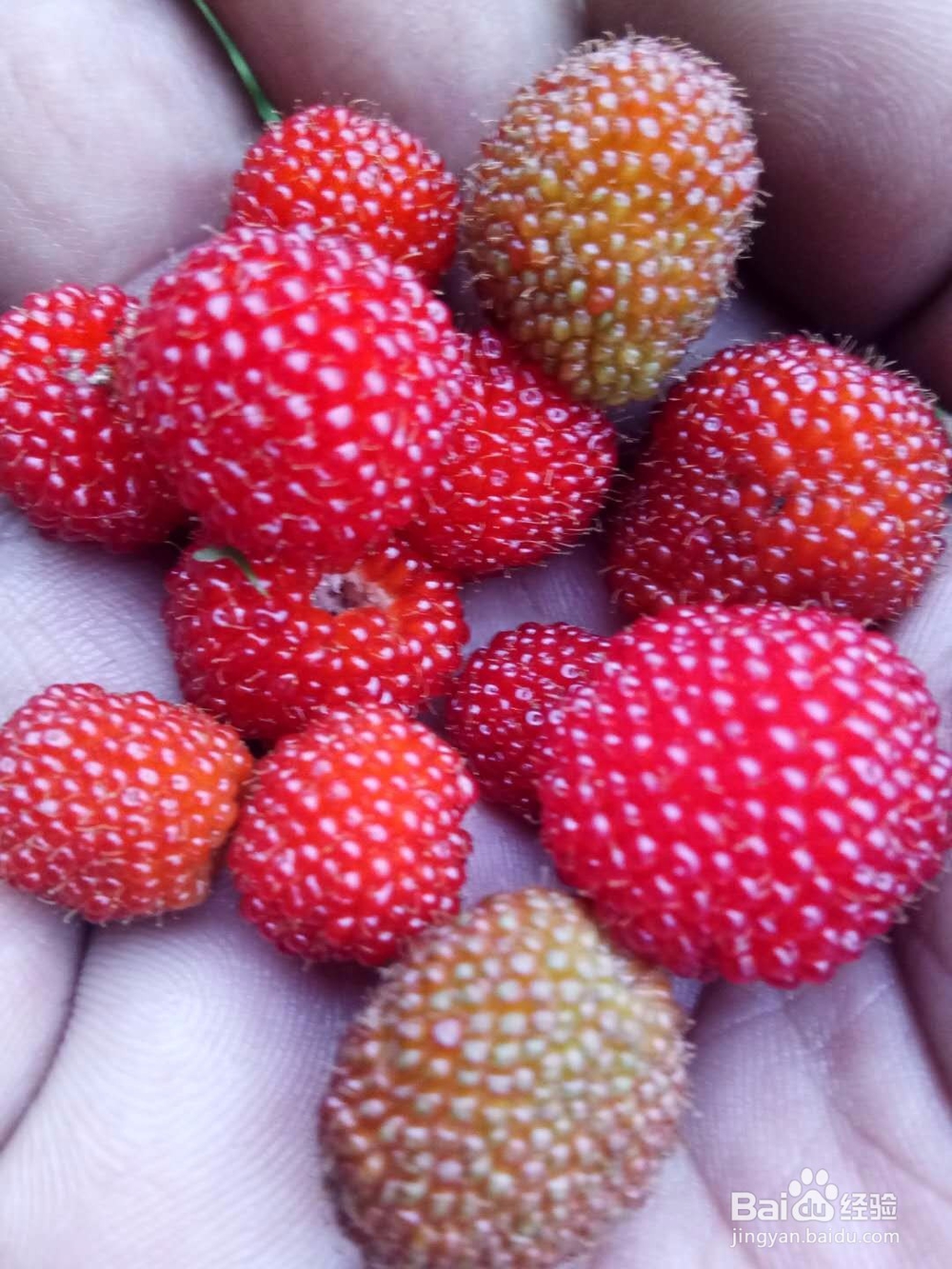 鸣凤山野美食集锦