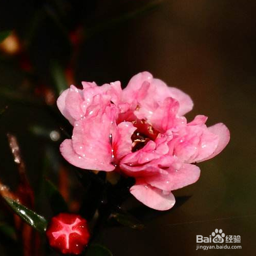 怎样解决松红梅开花分散的问题?