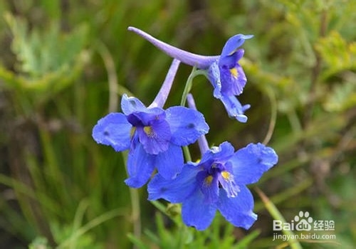 翠雀的养殖方法和注意事项