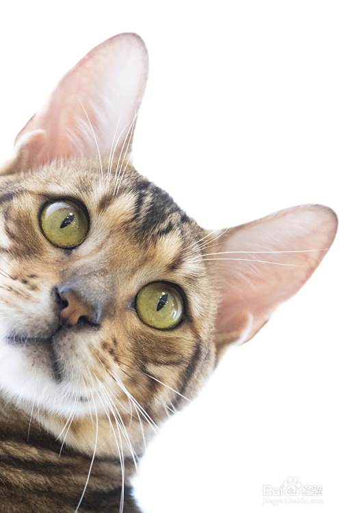 猫咪化毛膏的作用和功效