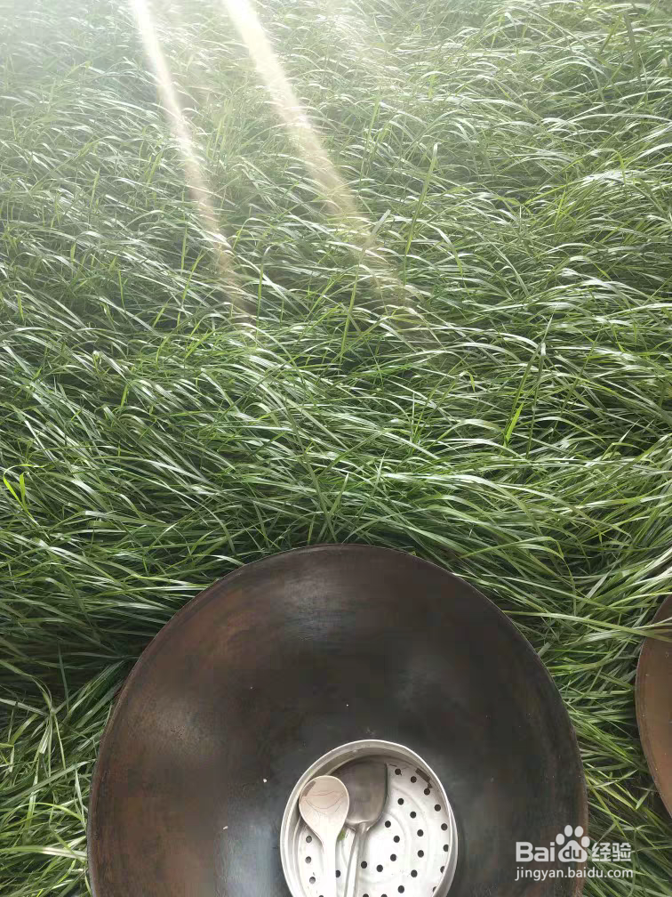 马尼拉草种植方法