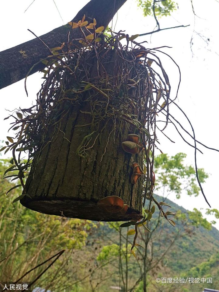 铁皮石斛种植技术和管理