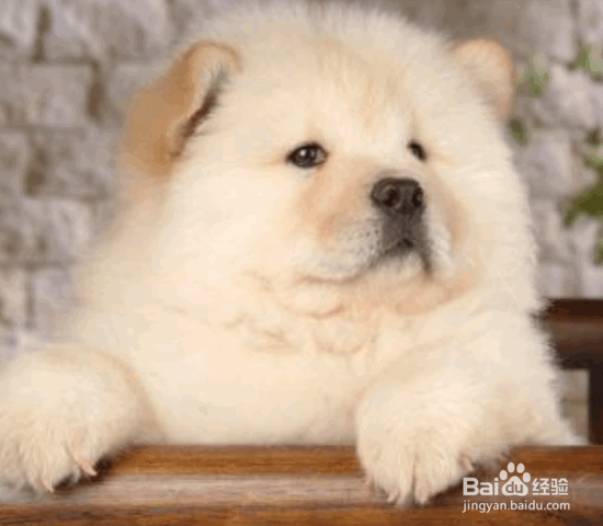 选购松狮犬的8个要点