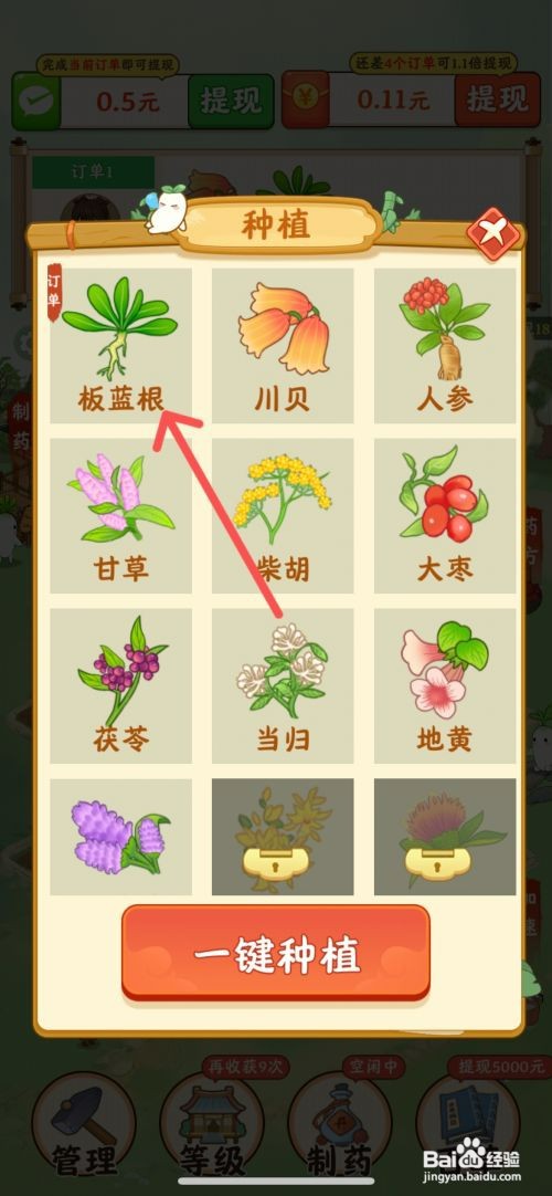 神农世家如何在农田种植板蓝根药材