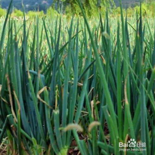 种葱的方法和技术