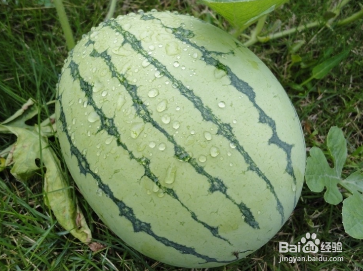 怎么挑选更甜的西瓜
