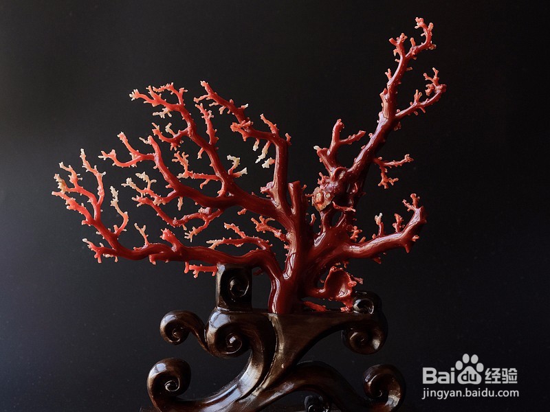 2017年红珊瑚价格将何去何从？