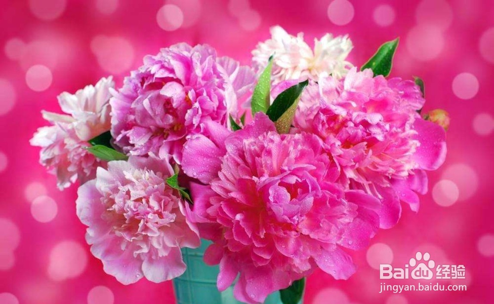 牡丹繁殖嫁接法