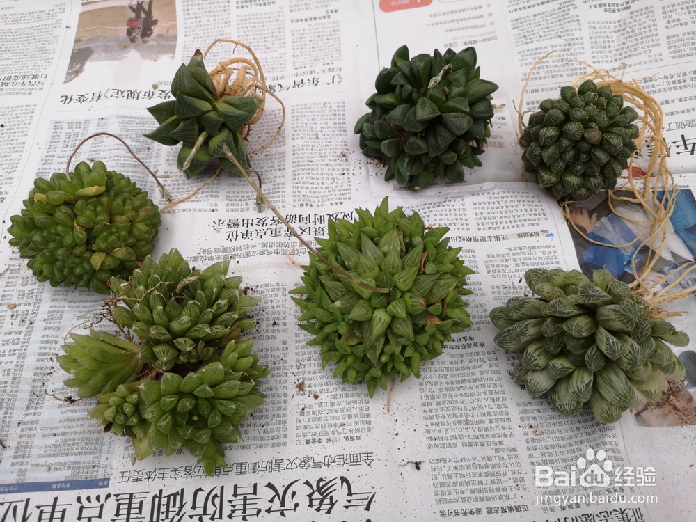 怎么种植多肉雨露？