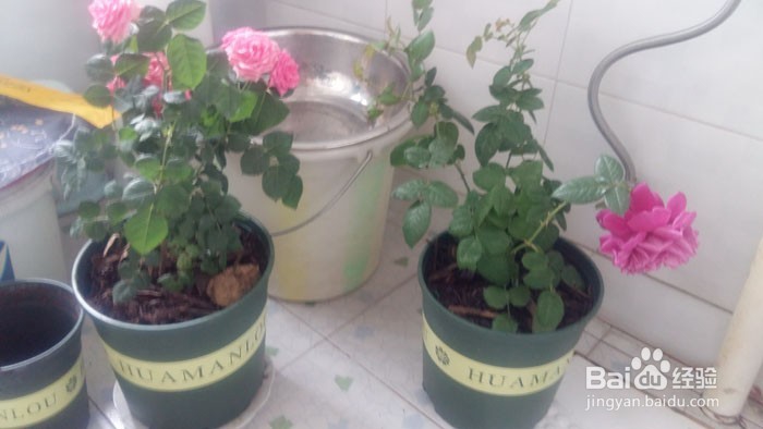 花草翻盆换土方法，怎么养好花草开花多