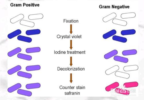 革兰氏染色步骤 百度经验