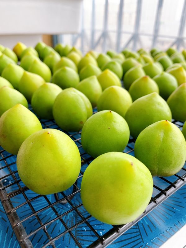 春日私酿-青梅酒