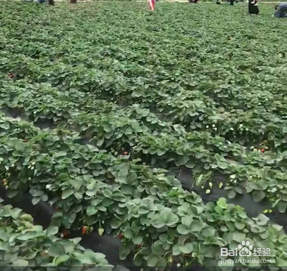 有机食物比传统食物更营养是个误传？