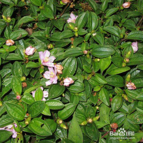 地菍的培育方法和注意事项