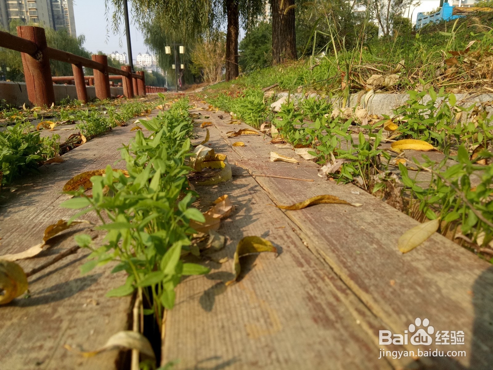 二月二到了，你是怎么过节的呢？
