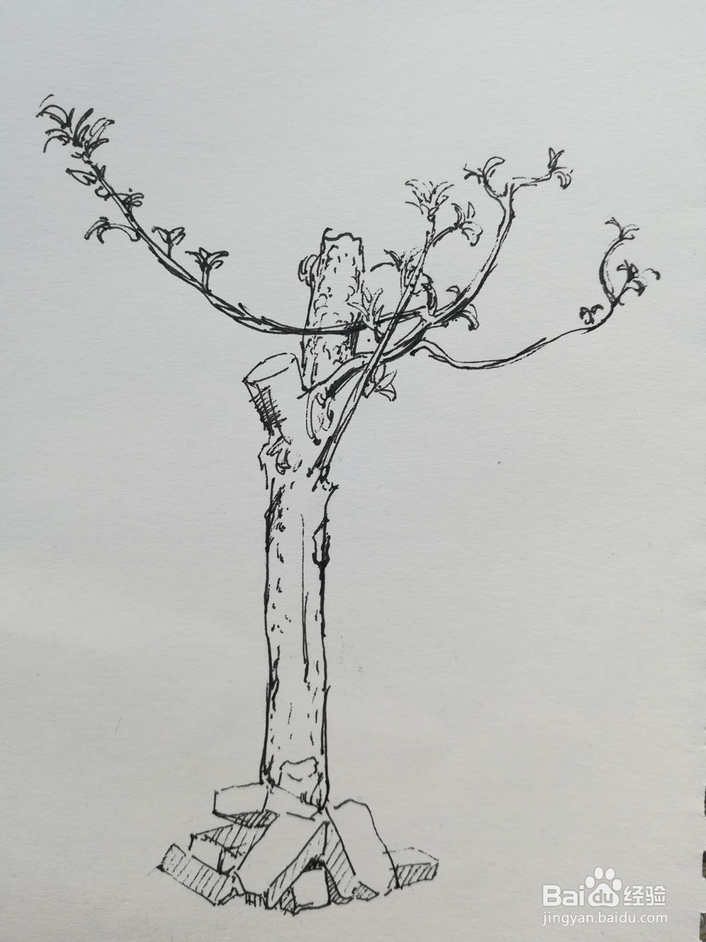 怎么画苹果树的线描速写