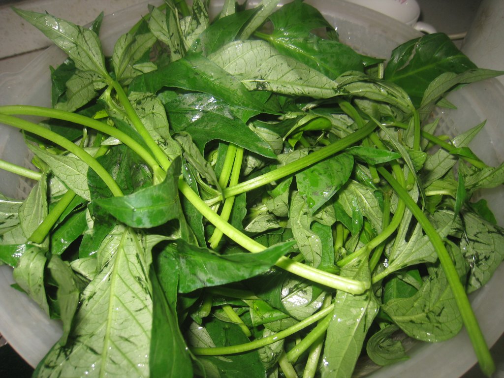 花甲番薯叶，你喜欢吗?