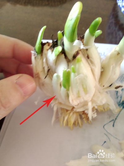 如何雕刻水仙花