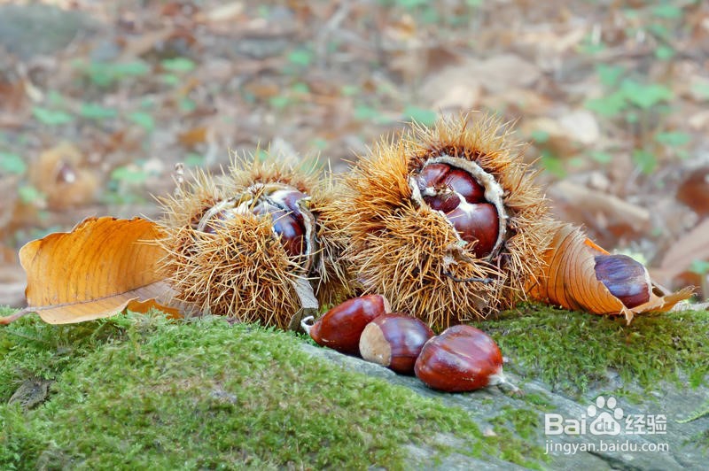怎样挑选栗子?