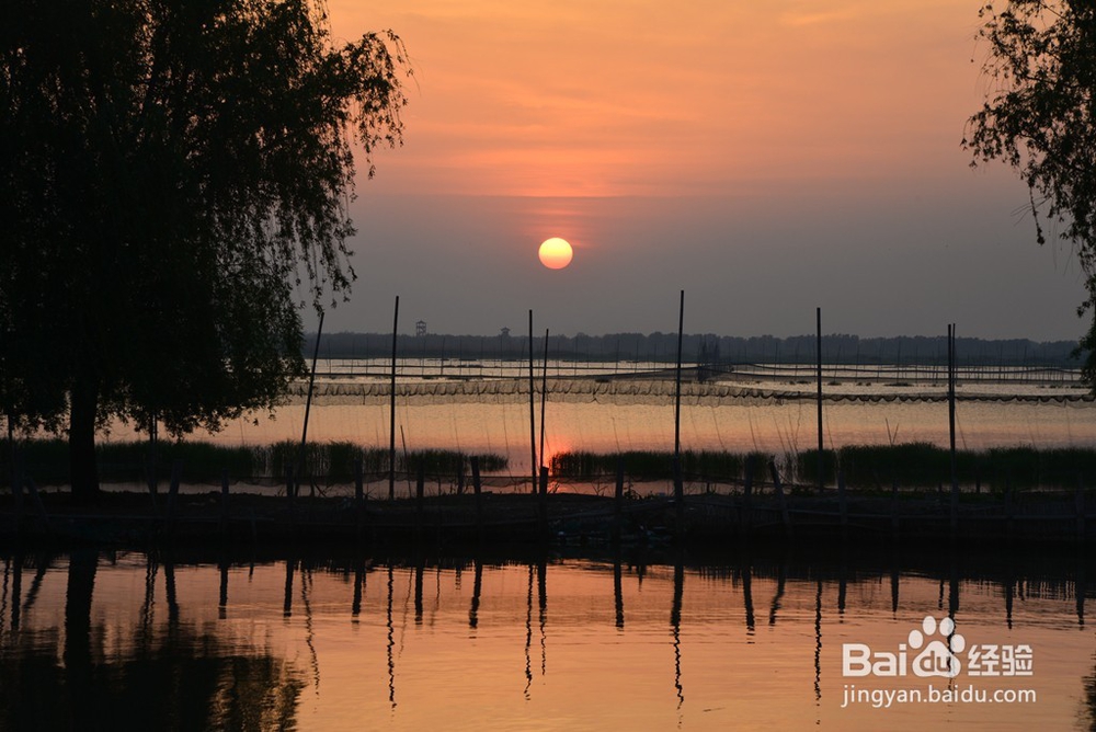 江苏高邮最美生态湿地——高邮湖芦苇荡湿地公园