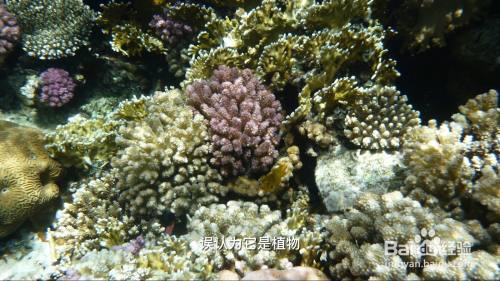 珊瑚是动物还是植物 百度经验
