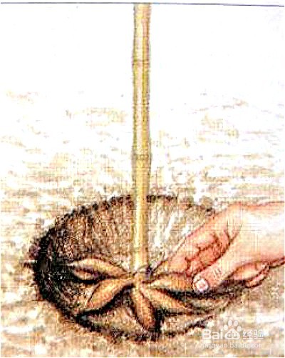 大丽花种植时间和方法