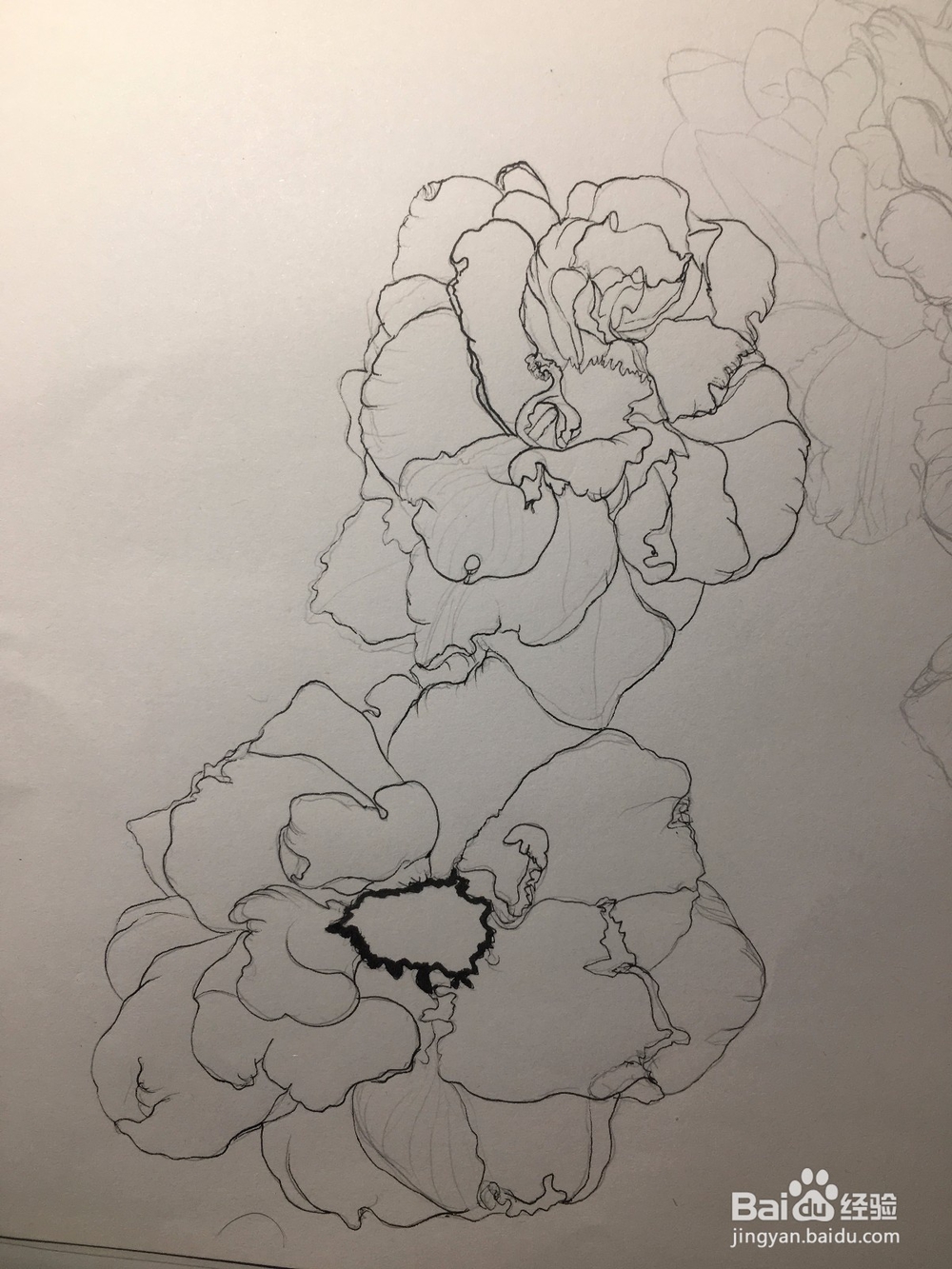 月季花的画法 月季简笔画 三朵月季的线描画教程
