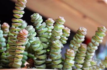 多肉植物钱串怎么养