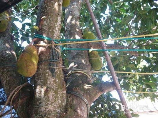 涠洲岛的美食诱惑