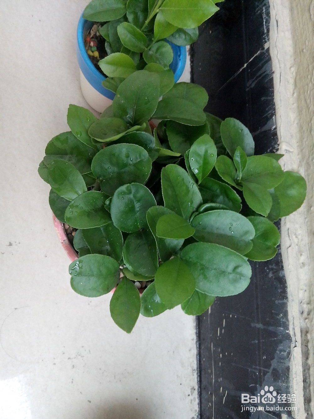 柚子、桂圆、火龙果，都可以变成有趣的盆栽