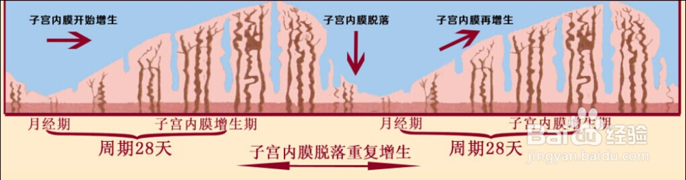 宫寒痛经解剖论