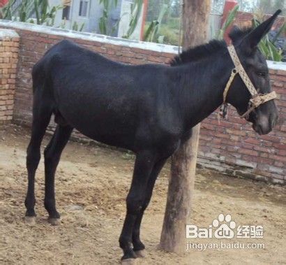 幼驴养殖的技术和方法