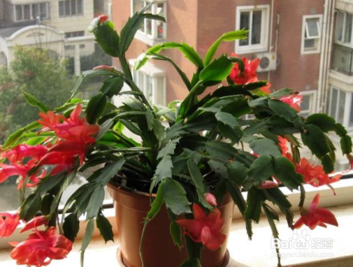 蟹爪兰开完花怎么养护