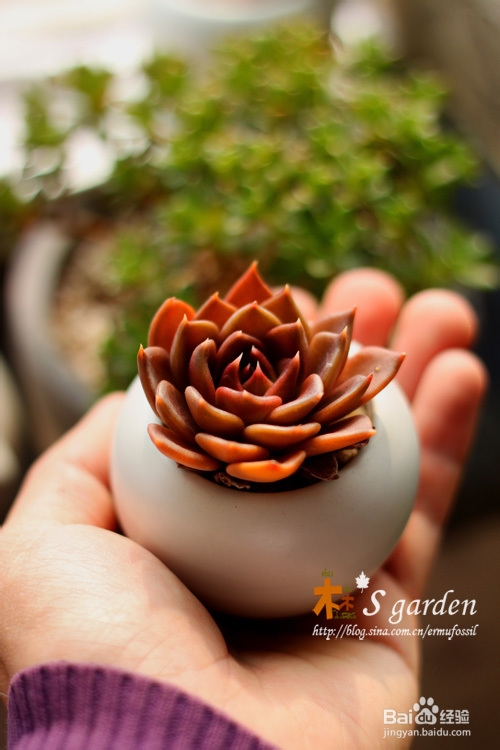 多肉植物日常养护窍门及疑难解答