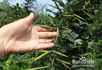 皂角树苗怎么培育